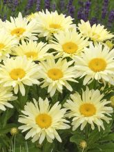 Leucanthemum Banana Cream - Grande marguerite