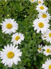 Marguerite 'Becky'