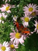 Marguerite d'automne 'Clara Curtis'