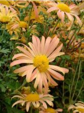 Marguerite d'automne 'Mary Stocker'