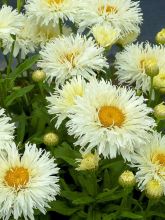 Leucanthemum Kings Crown - Grande marguerite.