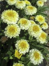 Leucanthemum superbum Luna - grande marguerite