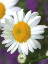 Leucanthemum  Polaris - Marguerite Polaris