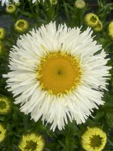 Marguerite 'Real Galaxy'