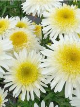 Leucanthemum superbum Real Glory - Grande Marguerite superbum Real Glory