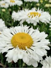 Leucanthemum Real Neat - Grande marguerite