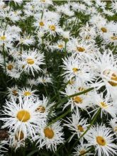 Leucanthemum Shapcott Gossamer - Grande marguerite