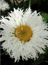 Leucanthemum Shapcott Ruffles - Grande marguerite