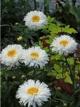 Leucanthemum Shapcott Summer Clouds - Grande Marguerite