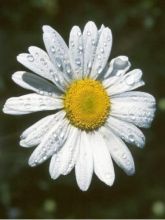 Marguerite 'Silver Princess'