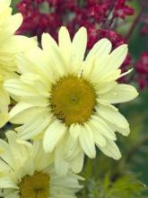 Leucanthemum superbum Sonnenschein - Grande Marguerite superbum Sonnenschein