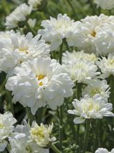 Leucanthemum Victorian Secret, Marguerite à fleurs doubles