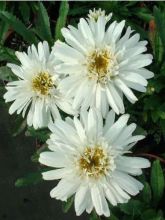 Marguerite 'Wirral Supreme'