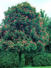 Marronnier à fleurs rouges 'Briotii'