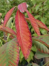 Marronnier d'ornement Autumn Fire - Aesculus neglecta