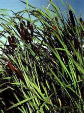 Typha latifolia, Massette