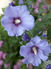 Mauve en arbre - Hibiscus syriacus Azurii