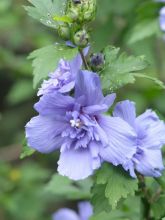 Mauve en arbre 'Blue Chiffon'