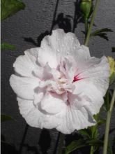 Hibiscus syriacus China Chiffon - Althéa blanc