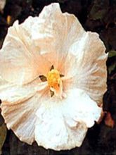 Hibiscus syriacus Diana - Althéa blanc