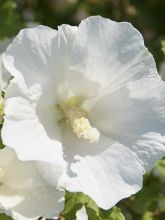 Hibiscus syriacus Eléonore - Althéa simple, blanc pur.