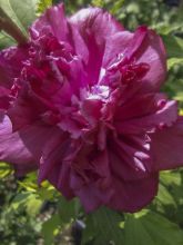 Hibiscus French Cabaret Red - Mauve en arbre double rouge foncé