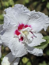 Hibiscus syriacus French Point