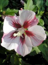 Hibiscus syriacus Hamabo - Althéa ou mauve en arbre