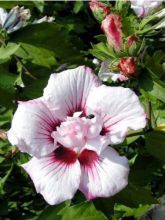 Hibiscus syriacus Lady Stanley - Althéa semi-double blanc et rose à coeur pourpre.