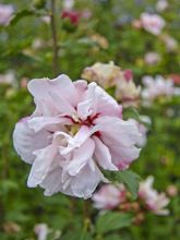 Mauve en arbre - Hibiscus syriacus Leopoldii