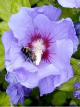 Hibiscus syriacus Oiseau Bleu - Althéa bleu