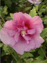 Hibiscus syriacus Pink Chiffon - Althéa semi-double rose pâle