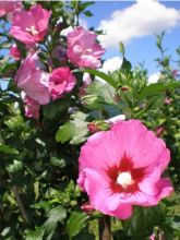 Hibiscus Pink Giant - Althéa rose à coeur rouge