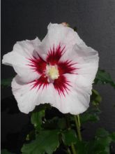 Hibiscus syriacus Pinky Spot - Althéa rose