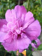 hibiscus syriacus Purple Ruffles - Althea double pourpre violine