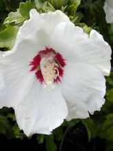 Hibiscus syriacus Red Heart - Mauve en arbre blanc à coeur rouge.