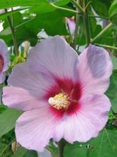 Hibiscus syriacus Resi - Althéa mauve