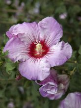 Mauve en arbre - Hibiscus syriacus Rosso