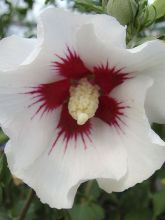 Hibiscus syriacus Shintaeyang - Althéa blanc à coeur rouge cerise