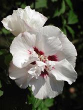 Hibiscus syriacus Speciosus - Althéa