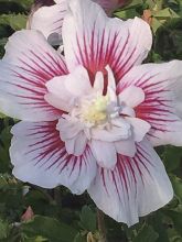 Hibiscus syriacus Starburst Chiffon - Althéa 