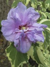 Hibiscus syriacus Summer Ruffle - Althea panaché, semi-double, mauve-rose.