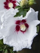 Hibiscus syriacus Sup'Heart® - Althéa à grosses fleurs