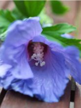 Hibiscus syriacus Ultramarine - Althéa bleu