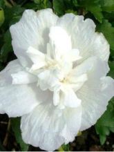 Mauve en arbre 'White Chiffon'