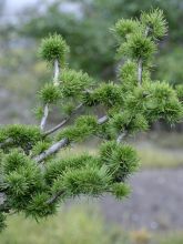 Mélèze - Larix decidua Krejci