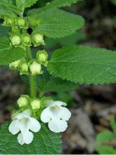 Mélitte, Melittis melissophyllum Alba