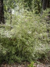 Prostanthera rotundifolia Variegata - Menthe Australienne panachée