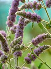 Menthe 'Buddleia'