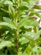 Mentha marocaine - Mentha spicata Nannah